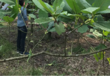 Kratom: What science is discovering about the risks and benefits of a controversial herb