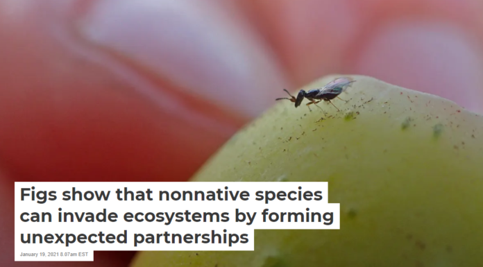 Figs show that nonnative species can invade ecosystems by forming unexpected partnerships