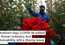 Valentine’s Day: COVID-19 wilted the flower industry, but sustainability still a thorny issue