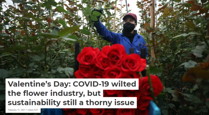 Valentine’s Day: COVID-19 wilted the flower industry, but sustainability still a thorny issue