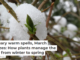 January warm spells, March freezes: How plants manage the shift from winter to spring