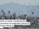 Scientist at work: Tracking the epic journeys of migratory birds in northwest Mexico
