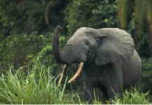 Africa’s 2 elephant species are both endangered, due to poaching and habitat loss