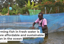 Farming fish in fresh water is more affordable and sustainable than in the ocean
