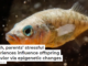 In fish, parents’ stressful experiences influence offspring behavior via epigenetic changes