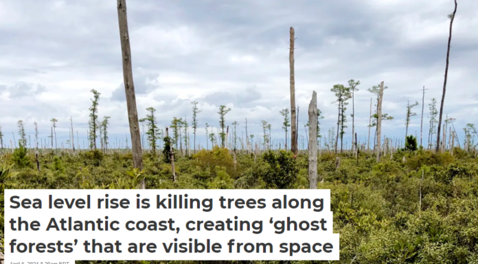 Sea level rise is killing trees along the Atlantic coast, creating ‘ghost forests’ that are visible from space