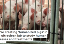 We’re creating ‘humanized pigs’ in our ultraclean lab to study human illnesses and treatments
