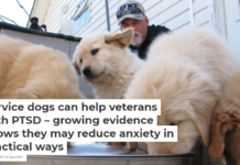 Service dogs can help veterans with PTSD – growing evidence shows they may reduce anxiety in practical ways