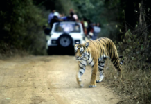 GPS tracking could help tigers and traffic coexist in Asia