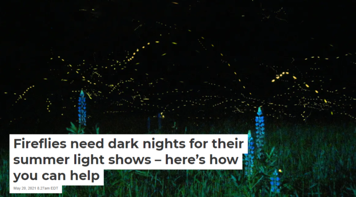 Fireflies need dark nights for their summer light shows – here’s how you can help