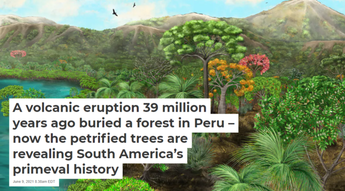 A volcanic eruption 39 million years ago buried a forest in Peru – now the petrified trees are revealing South America’s primeval history