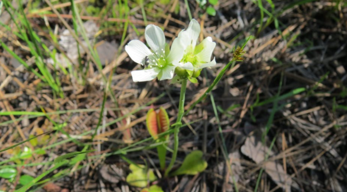 Friend or food? Why Venus flytraps don’t eat their pollinators