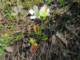 Friend or food? Why Venus flytraps don’t eat their pollinators