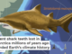 Ancient shark teeth lost in Antarctica millions of years ago recorded Earth’s climate history