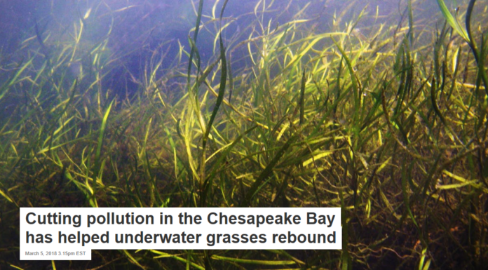 Cutting pollution in the Chesapeake Bay has helped underwater grasses rebound