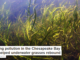 Cutting pollution in the Chesapeake Bay has helped underwater grasses rebound