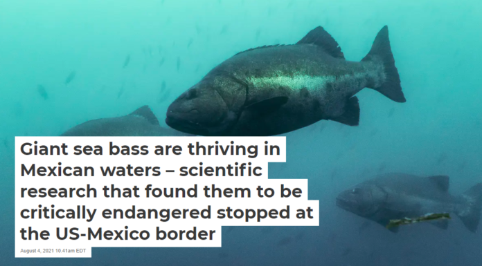 Giant sea bass are thriving in Mexican waters – scientific research that found them to be critically endangered stopped at the US-Mexico border