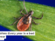 Tick bites: Every year is a bad tick year