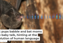 Bat pups babble and bat moms use baby talk, hinting at the evolution of human language