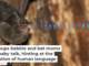 Bat pups babble and bat moms use baby talk, hinting at the evolution of human language