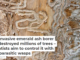 The invasive emerald ash borer has destroyed millions of trees – scientists aim to control it with tiny parasitic wasps