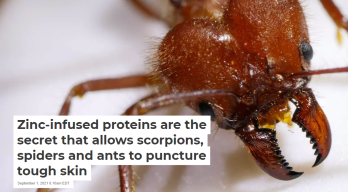 Zinc-infused proteins are the secret that allows scorpions, spiders and ants to puncture tough skin