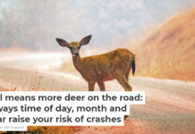 Fall means more deer on the road: 4 ways time of day, month and year raise your risk of crashes