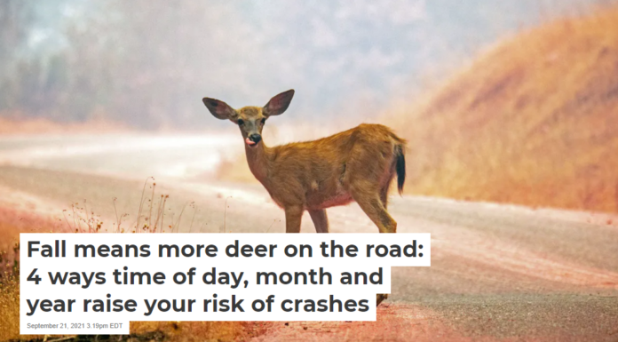 Fall means more deer on the road: 4 ways time of day, month and year raise your risk of crashes
