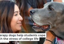 Therapy dogs help students cope with the stress of college life
