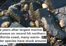 Five years after largest marine heatwave on record hit northern California coast, many warm–water species have stuck around