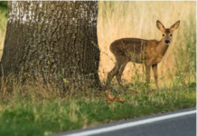 Another problem with daylight saving time: The time change raises your risk of hitting deer on the road
