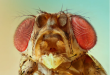 Genetic GPS system of animal development explains why limbs grow from torsos and not heads