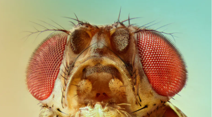 Genetic GPS system of animal development explains why limbs grow from torsos and not heads