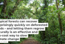 Tropical forests can recover surprisingly quickly on deforested lands – and letting them regrow naturally is an effective and low-cost way to slow climate change