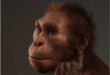 Fossil spine suggests ancient human relative walked like us, but climbed like an ape