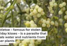 Mistletoe – famous for stolen holiday kisses – is a parasite that steals water and nutrients from other plants