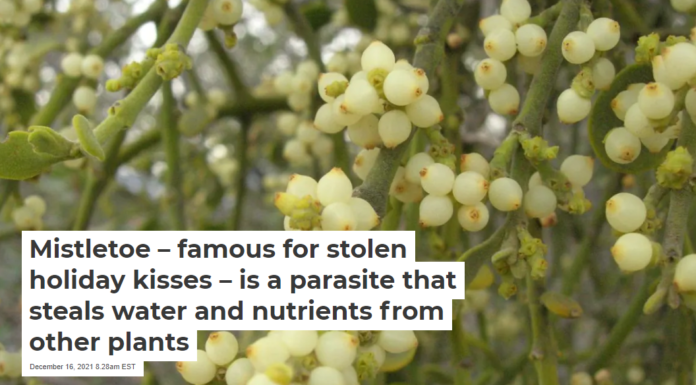 Mistletoe – famous for stolen holiday kisses – is a parasite that steals water and nutrients from other plants