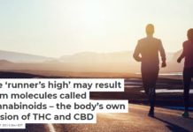 The ‘runner’s high’ may result from molecules called cannabinoids – the body’s own version of THC and CBD