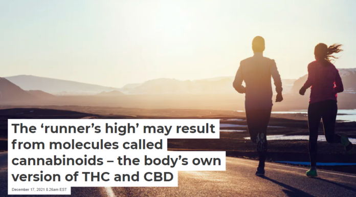 The ‘runner’s high’ may result from molecules called cannabinoids – the body’s own version of THC and CBD