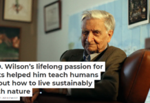 E.O. Wilson’s lifelong passion for ants helped him teach humans about how to live sustainably with nature