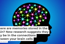 Where are memories stored in the brain? New research suggests they may be in the connections between your brain cells