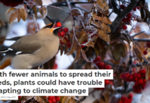 With fewer animals to spread their seeds, plants could have trouble adapting to climate change
