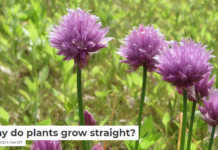 Why do plants grow straight?