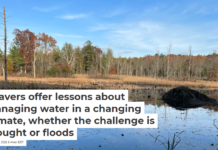 Beavers offer lessons about managing water in a changing climate, whether the challenge is drought or floods