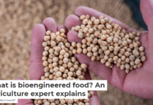 What is bioengineered food? An agriculture expert explains
