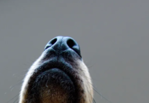 From odor to action – how smells are processed in the brain and influence behavior