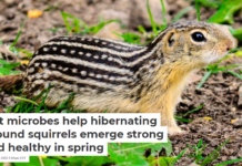 Gut microbes help hibernating ground squirrels emerge strong and healthy in spring