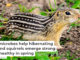 Gut microbes help hibernating ground squirrels emerge strong and healthy in spring