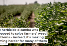 The herbicide dicamba was supposed to solve farmers’ weed problems – instead, it’s making farming harder for many of them