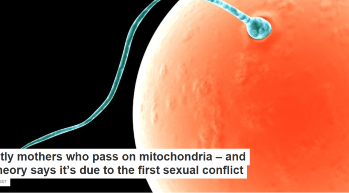 It’s mostly mothers who pass on mitochondria – and a new theory says it’s due to the first sexual conflict